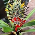 Aechmea chantinii