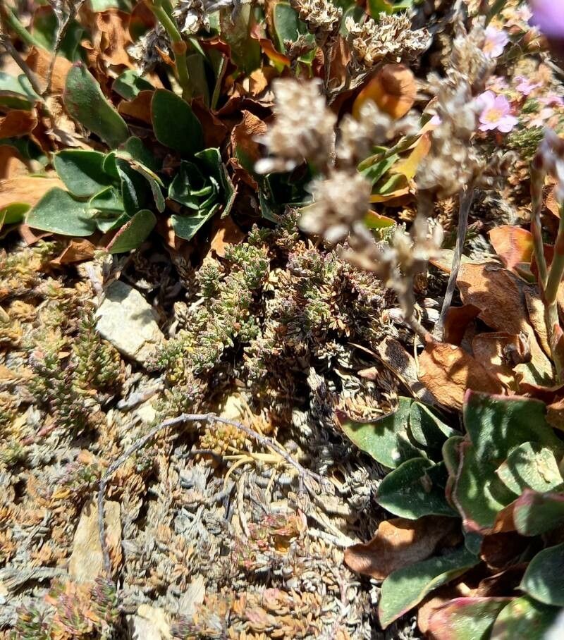 Limonium binervosum — search result for 'Plumbaginaceae'