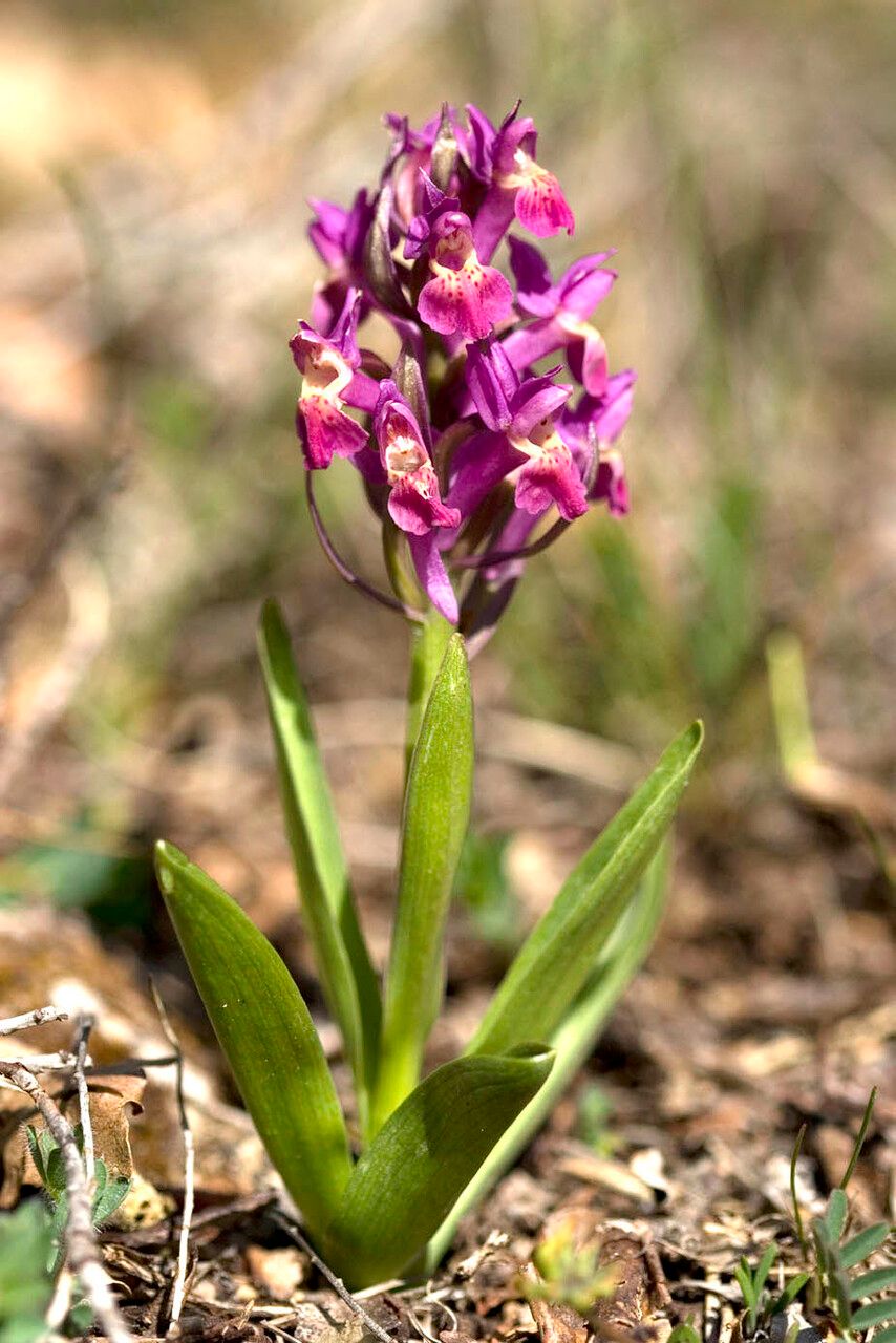 Dactylorhiza incarnata flower