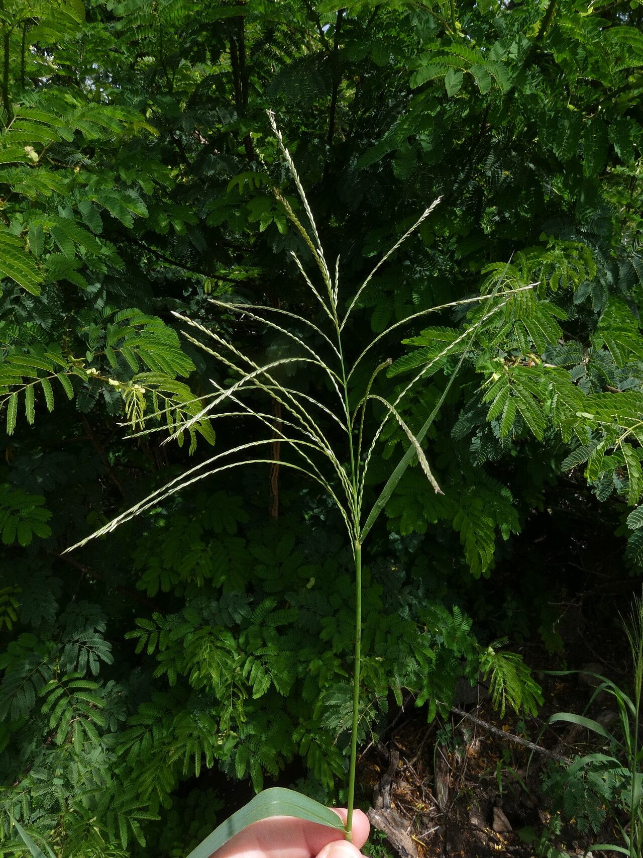 Leptochloa virgata habit