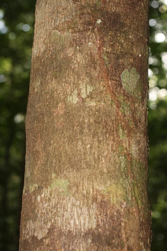 Himatanthus bracteatus — related species from the same genus