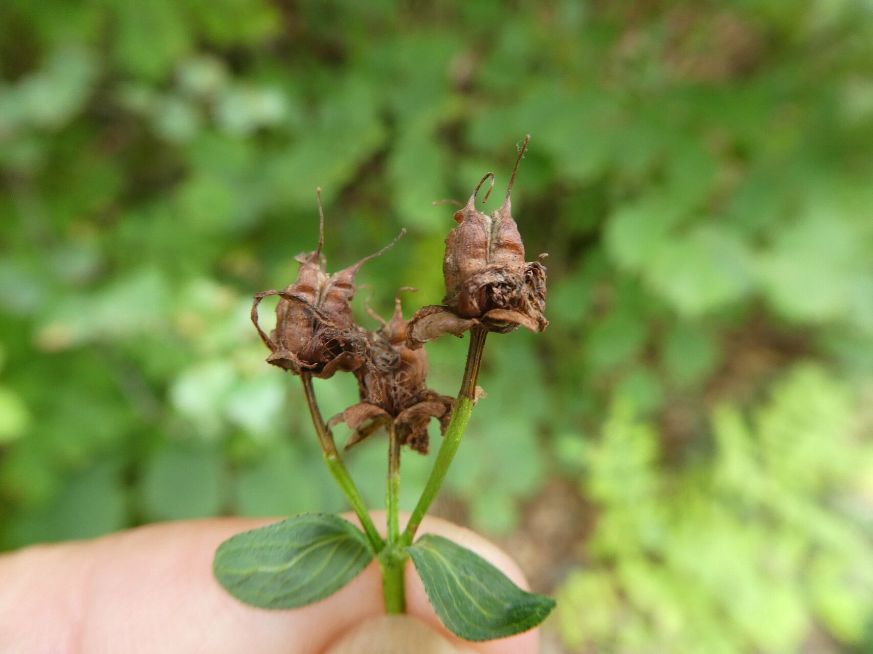 Hypericum tetrapterum fruit