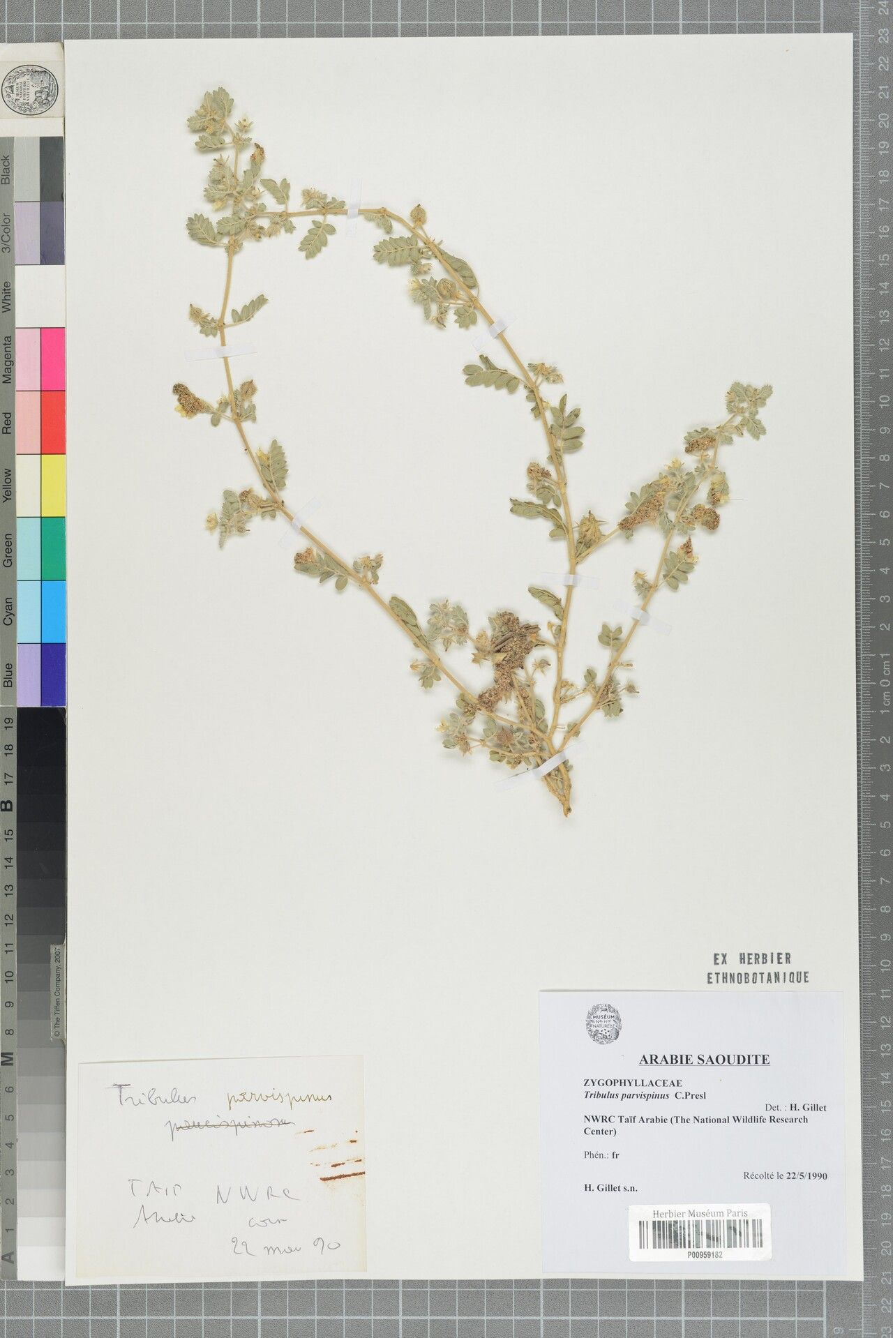 Tribulus parvispinus — related species from the same genus