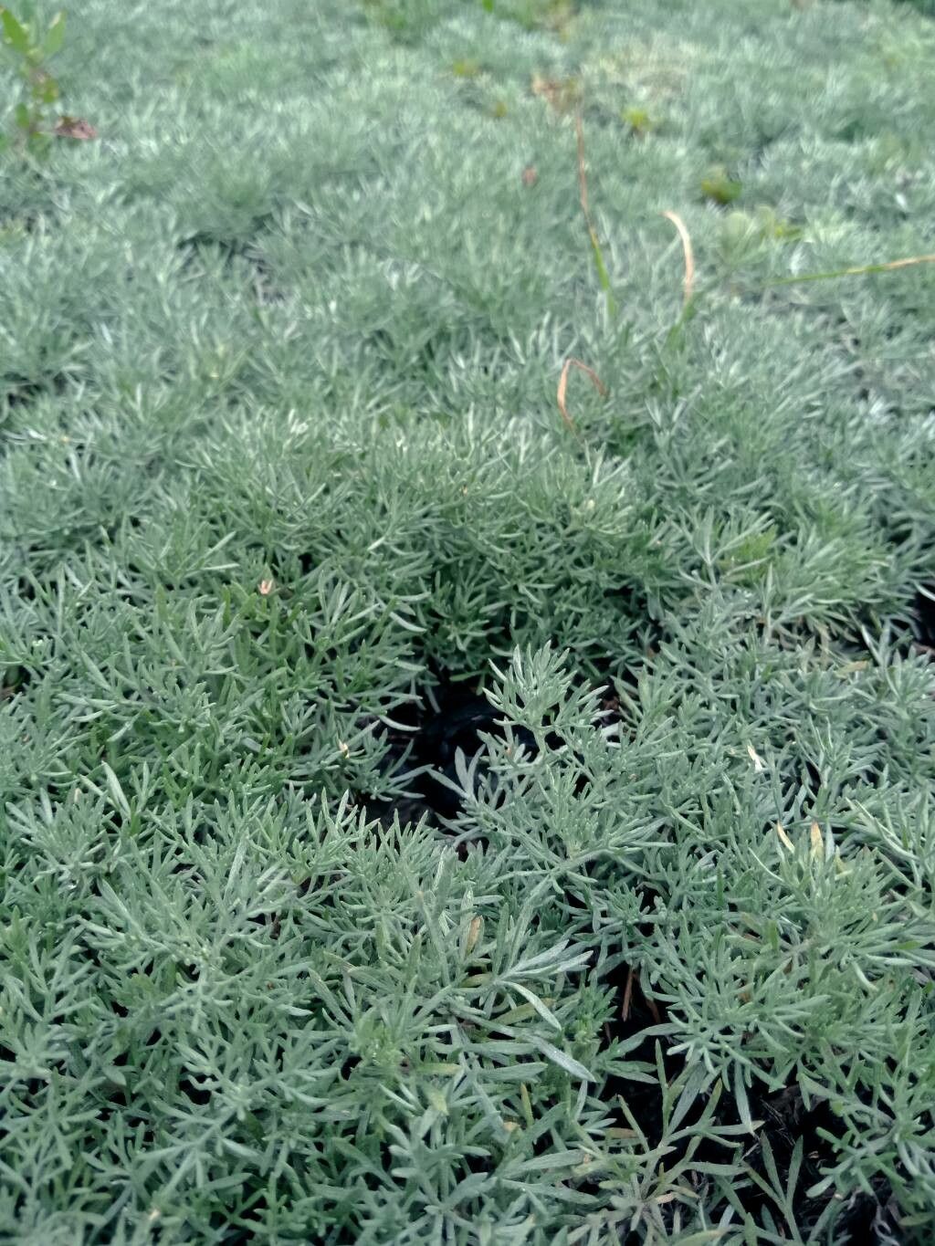 Artemisia schmidtiana leaf