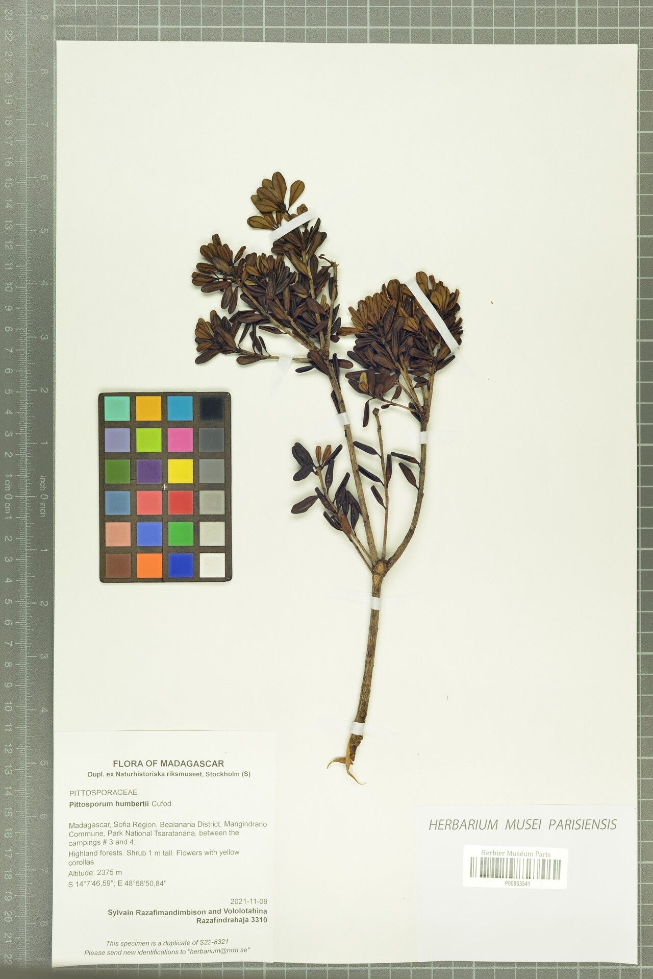 Pittosporum humbertii — search result for 'Pittosporum'