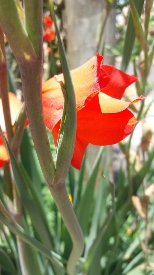 Gladiolus dalenii bark