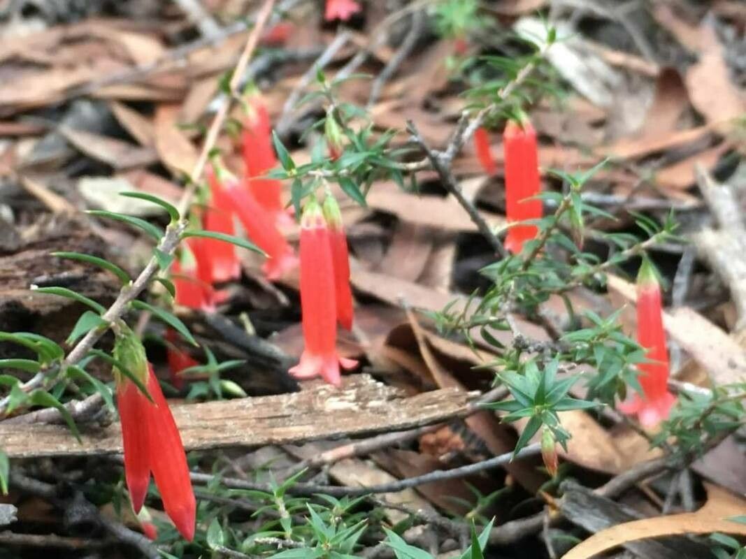 Epacris impressa flower