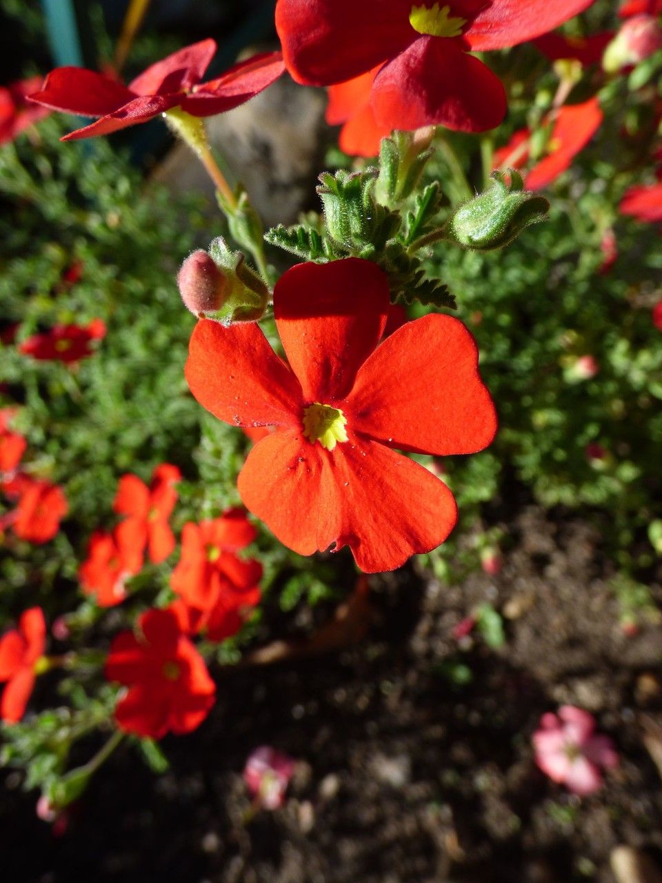 Jamesbrittenia bergae other