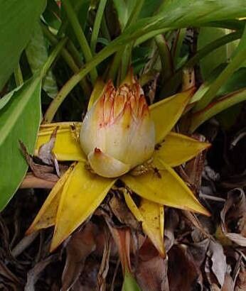 Musella lasiocarpa flower
