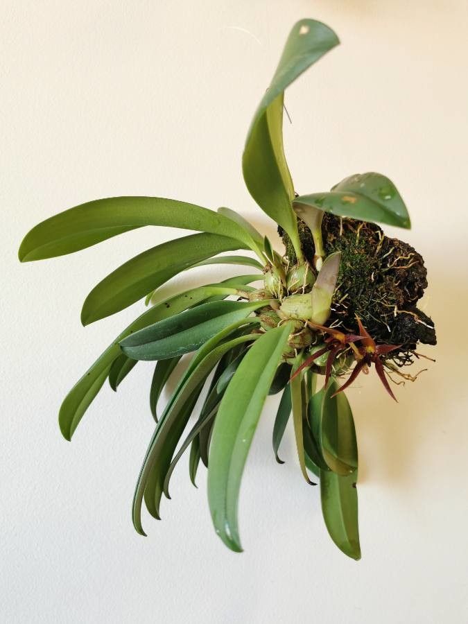 Bulbophyllum nymphopolitanum habit