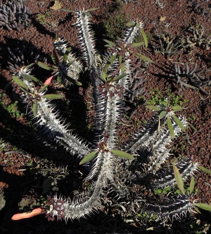 Euphorbia leandriana habit
