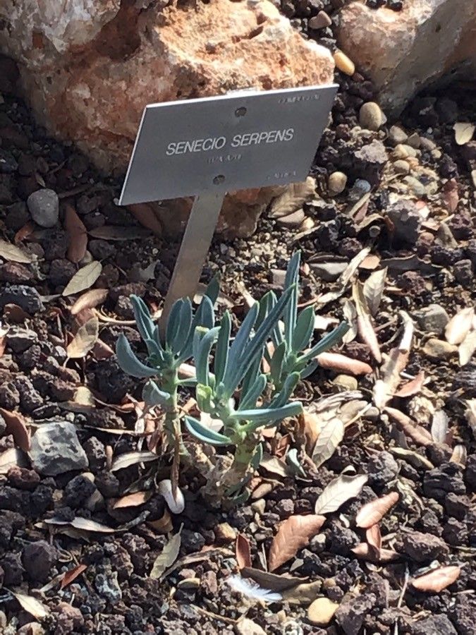 Senecio serpens — search result for 'Senecio'