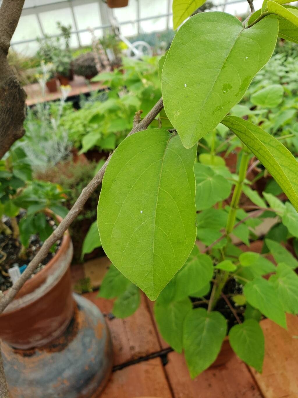 Mitrephora wangii — related species from the same genus