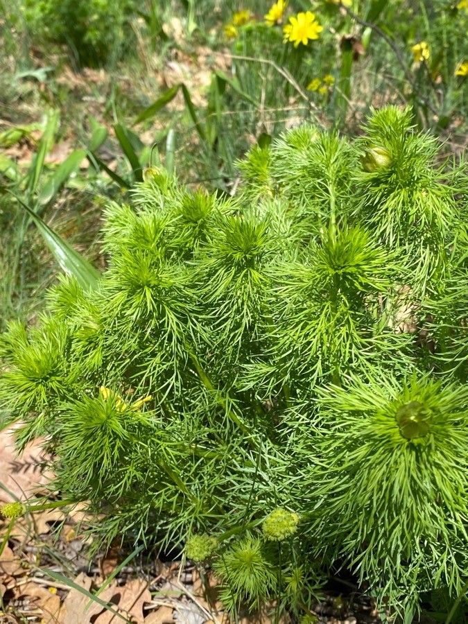 Adonis vernalis leaf