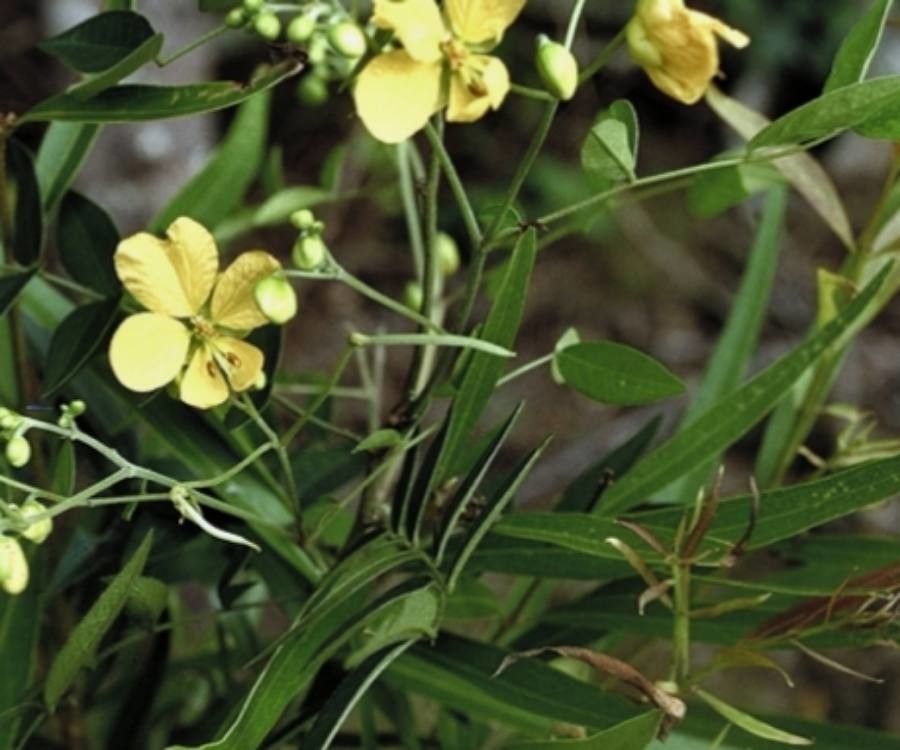 Senna clavigera — search result for 'Senna'