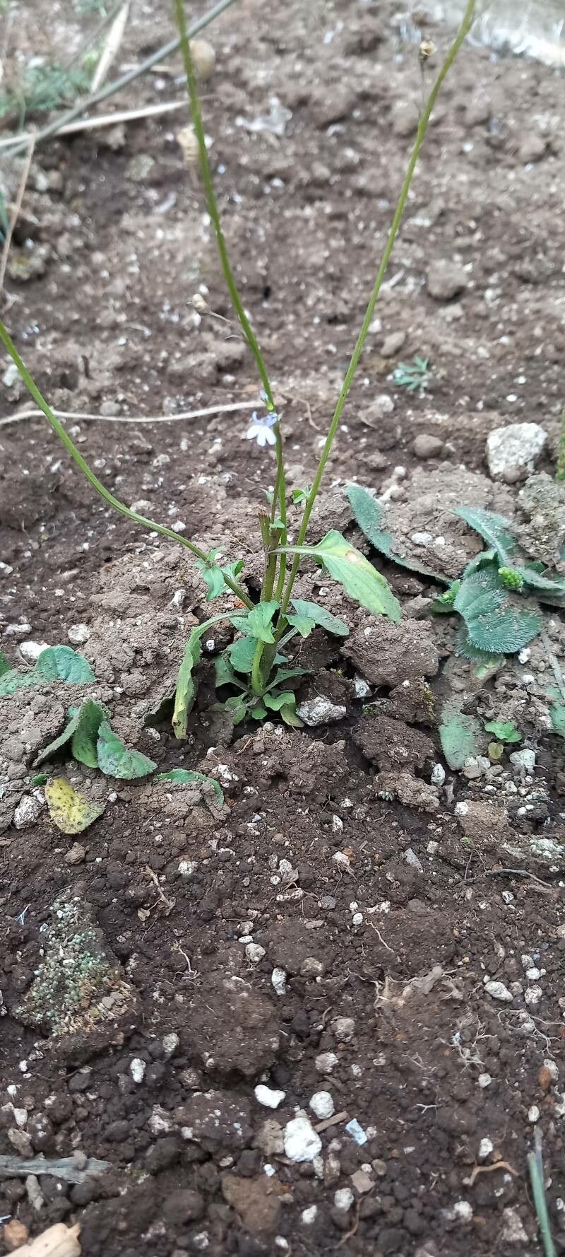 Lobelia xalapensis leaf