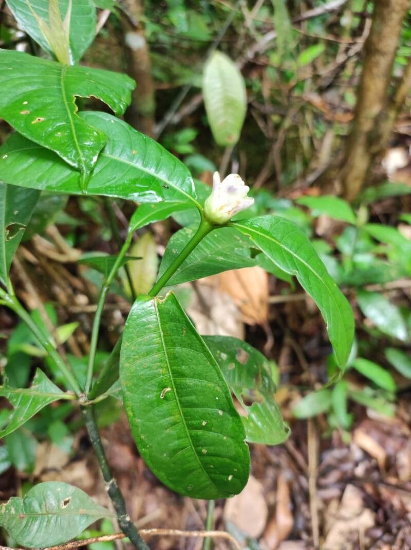 Palicourea glomerulata — houseplant care guide