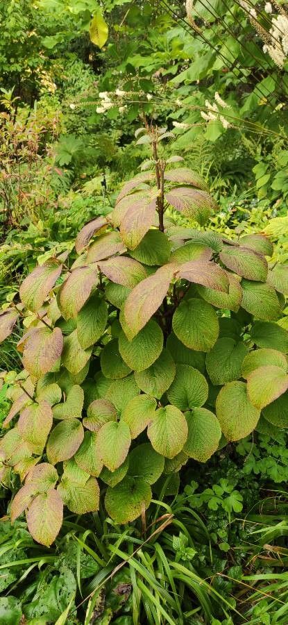 Viburnum sympodiale habit