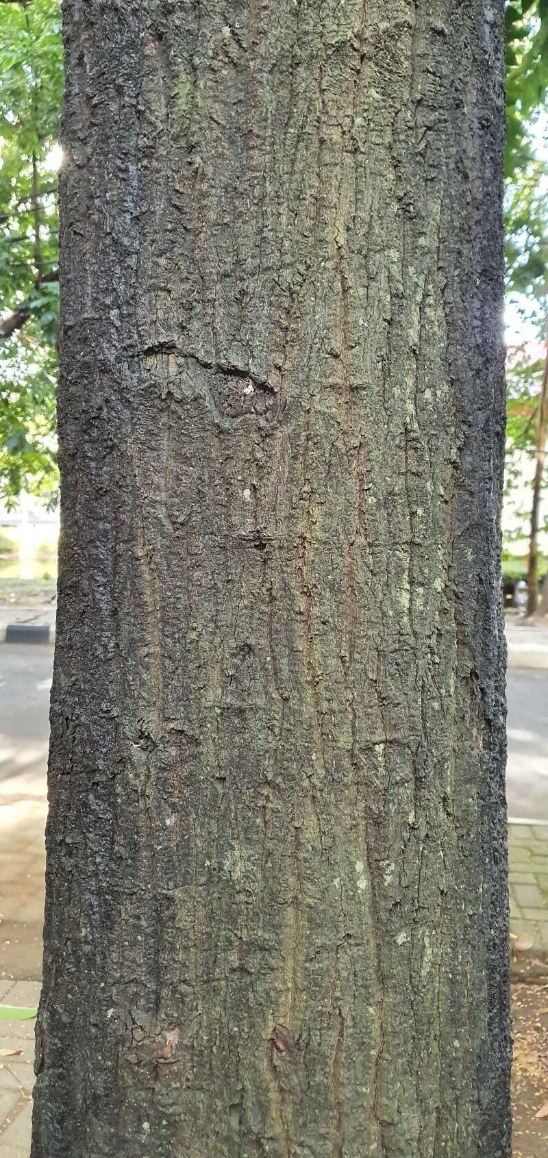 Diospyros celebica bark