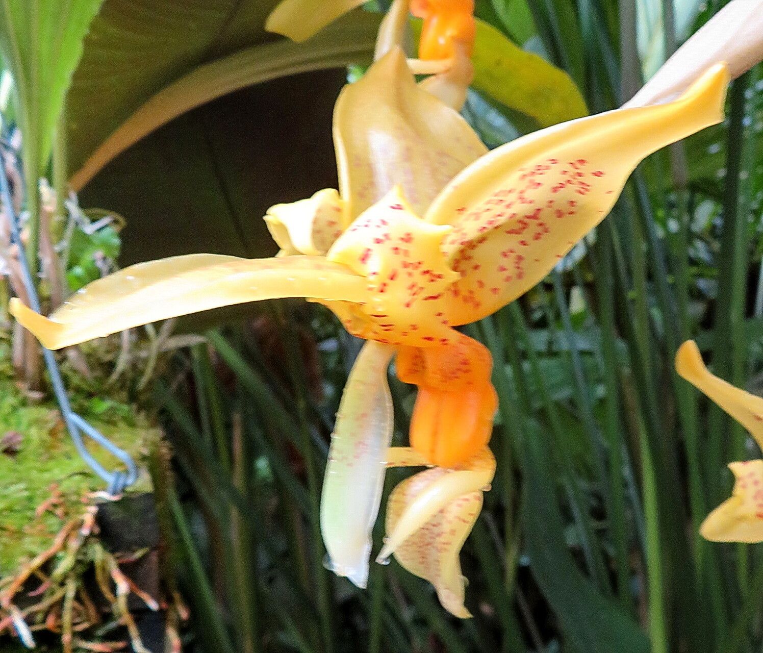 Stanhopea dodsoniana — related species from the same genus