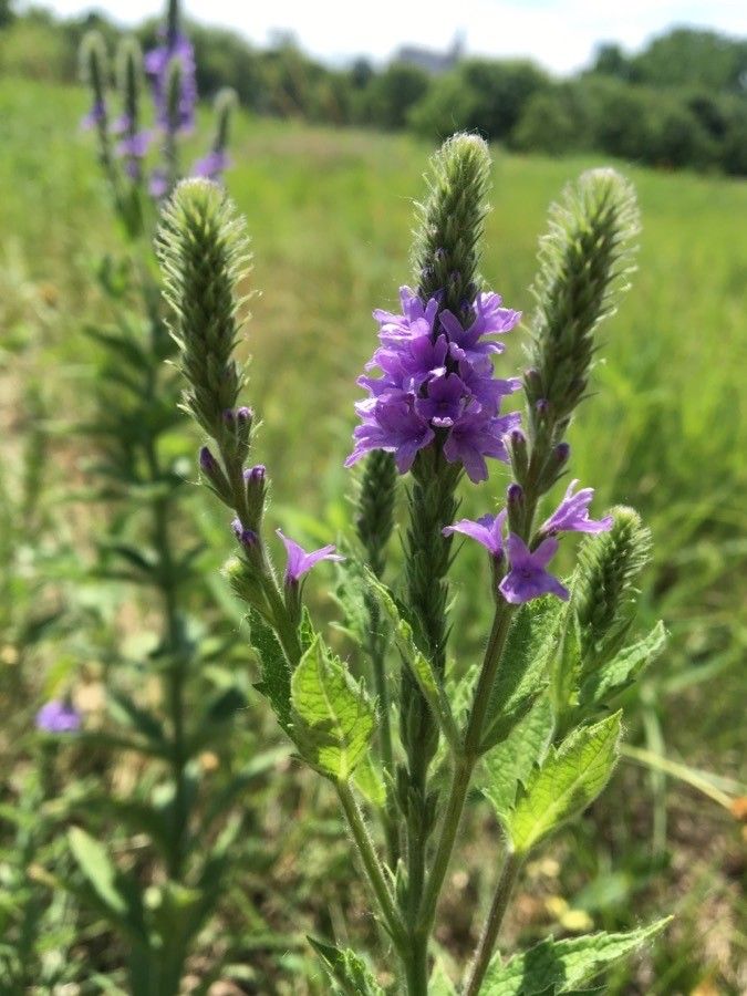 Verbena stricta flower