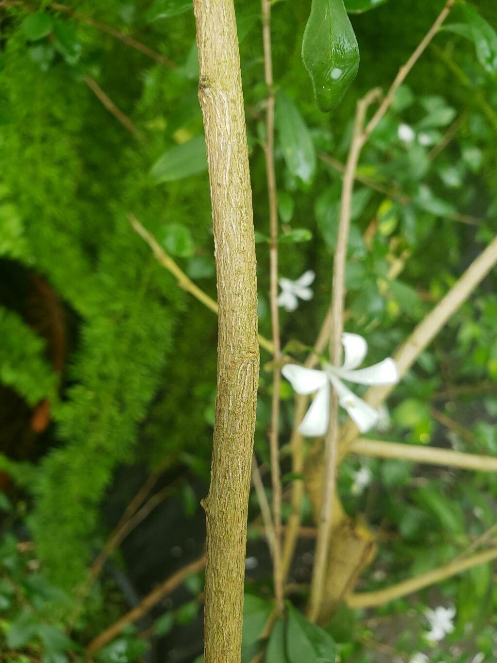Turraea floribunda bark