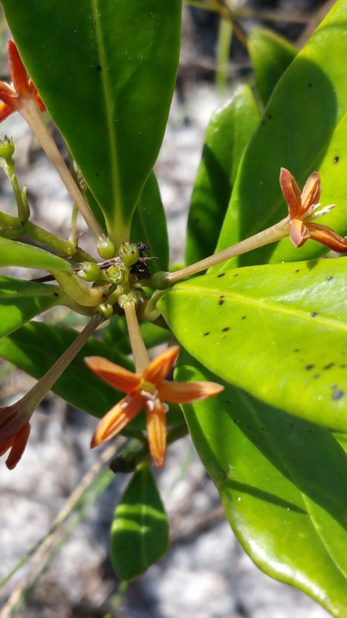 Danais volubilis flower