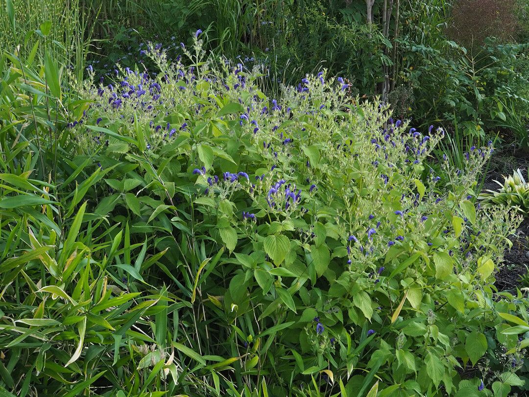 Strobilanthes atropurpurea habit