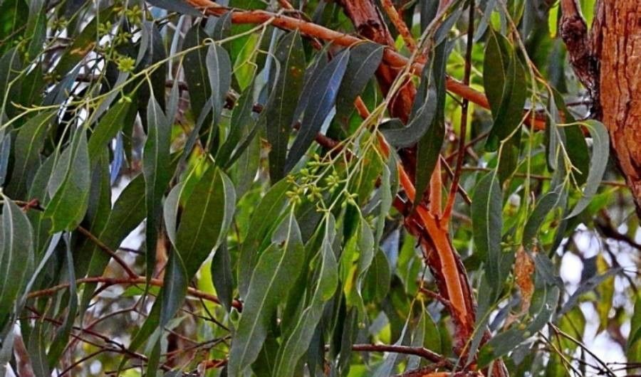 Eucalyptus angophoroides