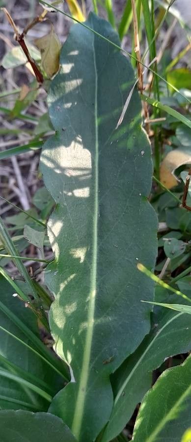 Chaptalia ignota — related species from the same genus