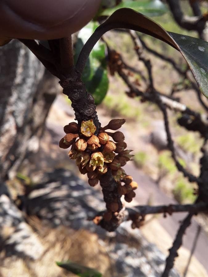 Englerophytum magalismontanum flower