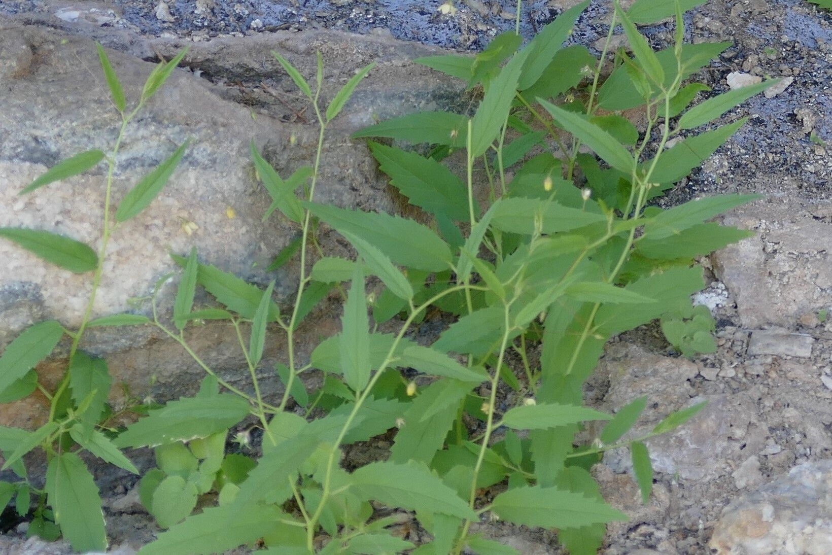 Hermannia tigreensis habit