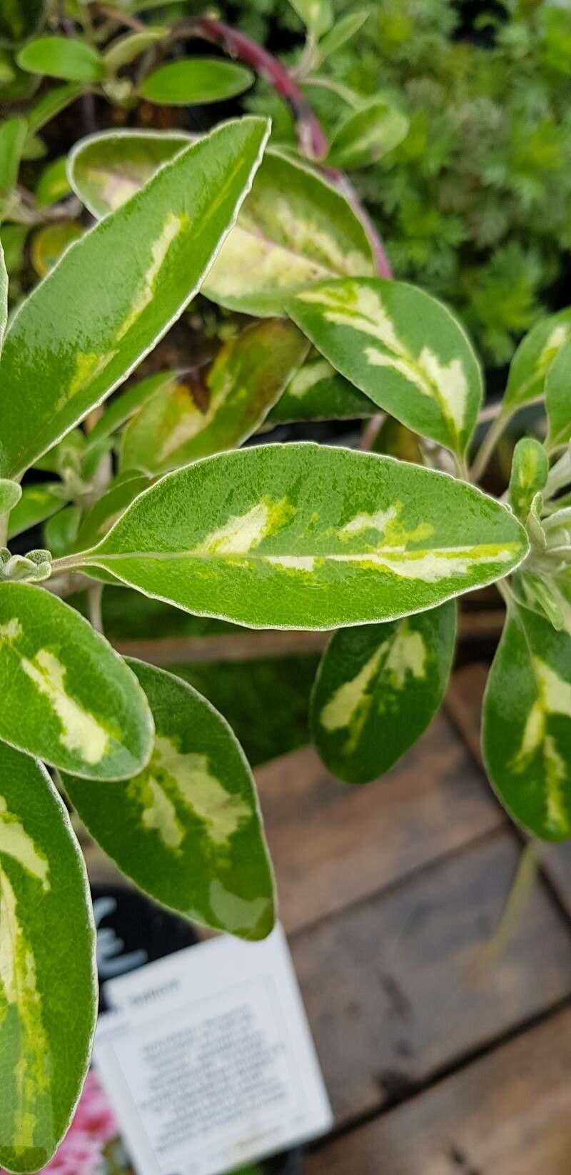 Brachyglottis compacta leaf