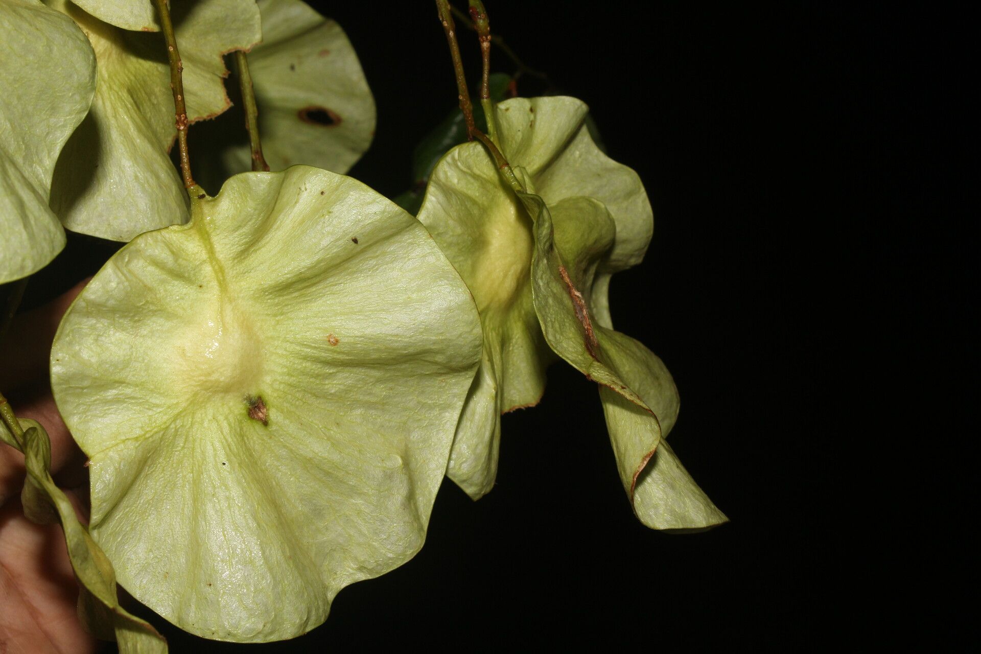 Pterocarpus hayesii flower
