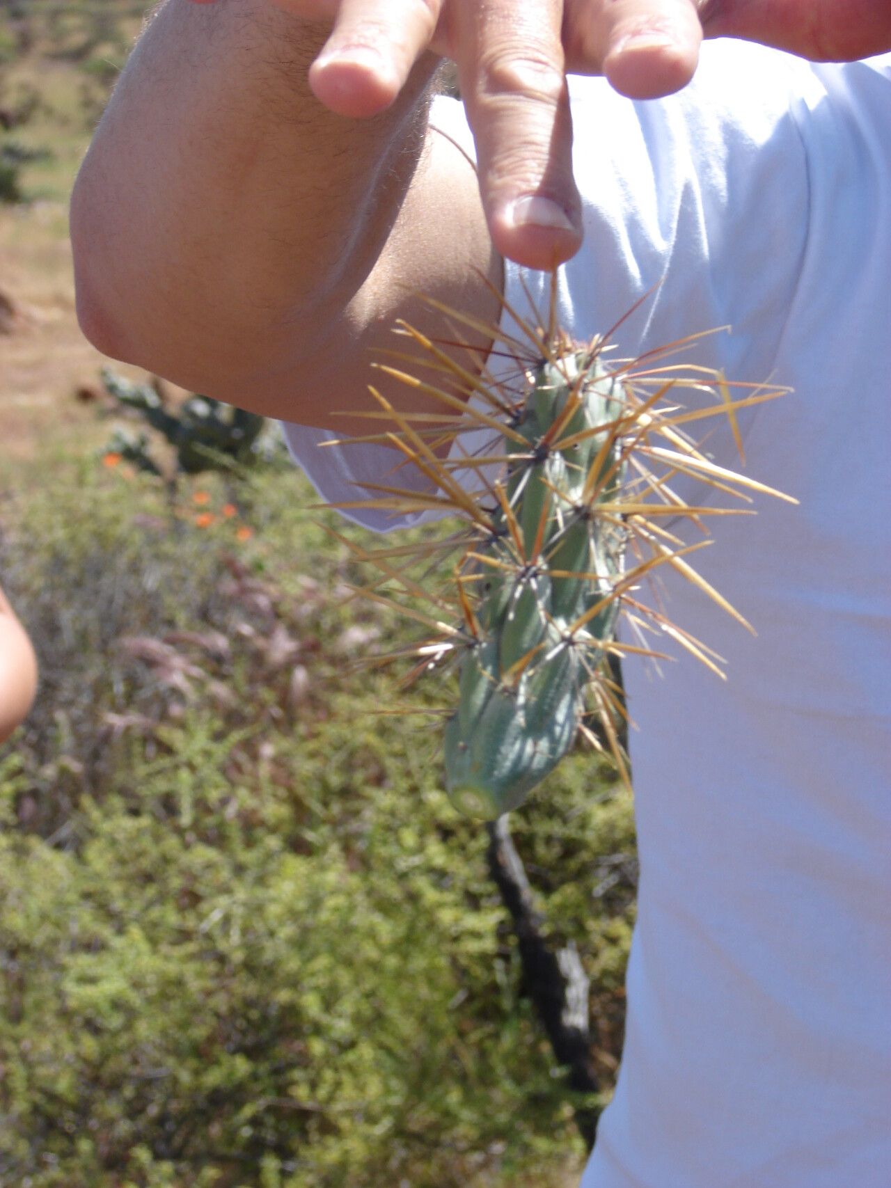 Cylindropuntia molesta leaf