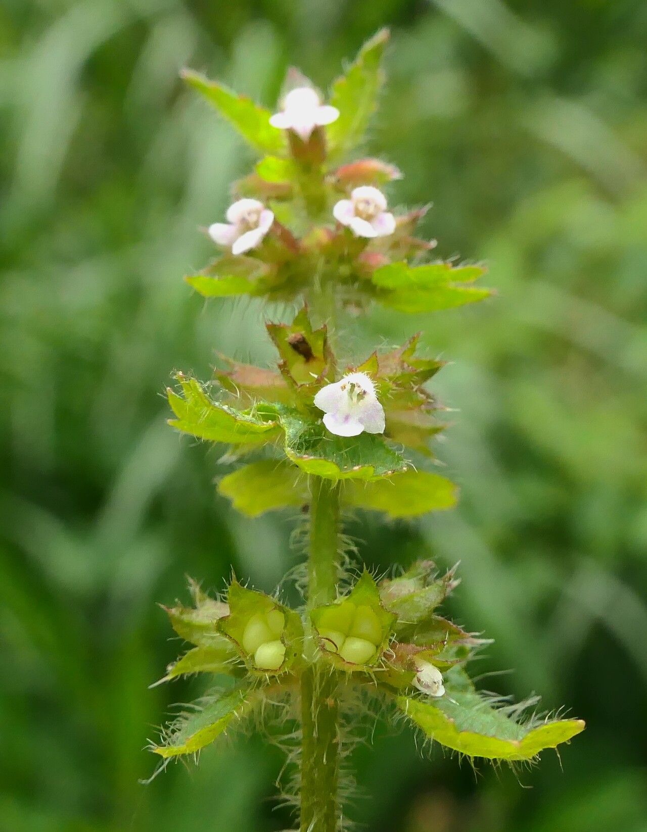 Stachys gilliesii flower