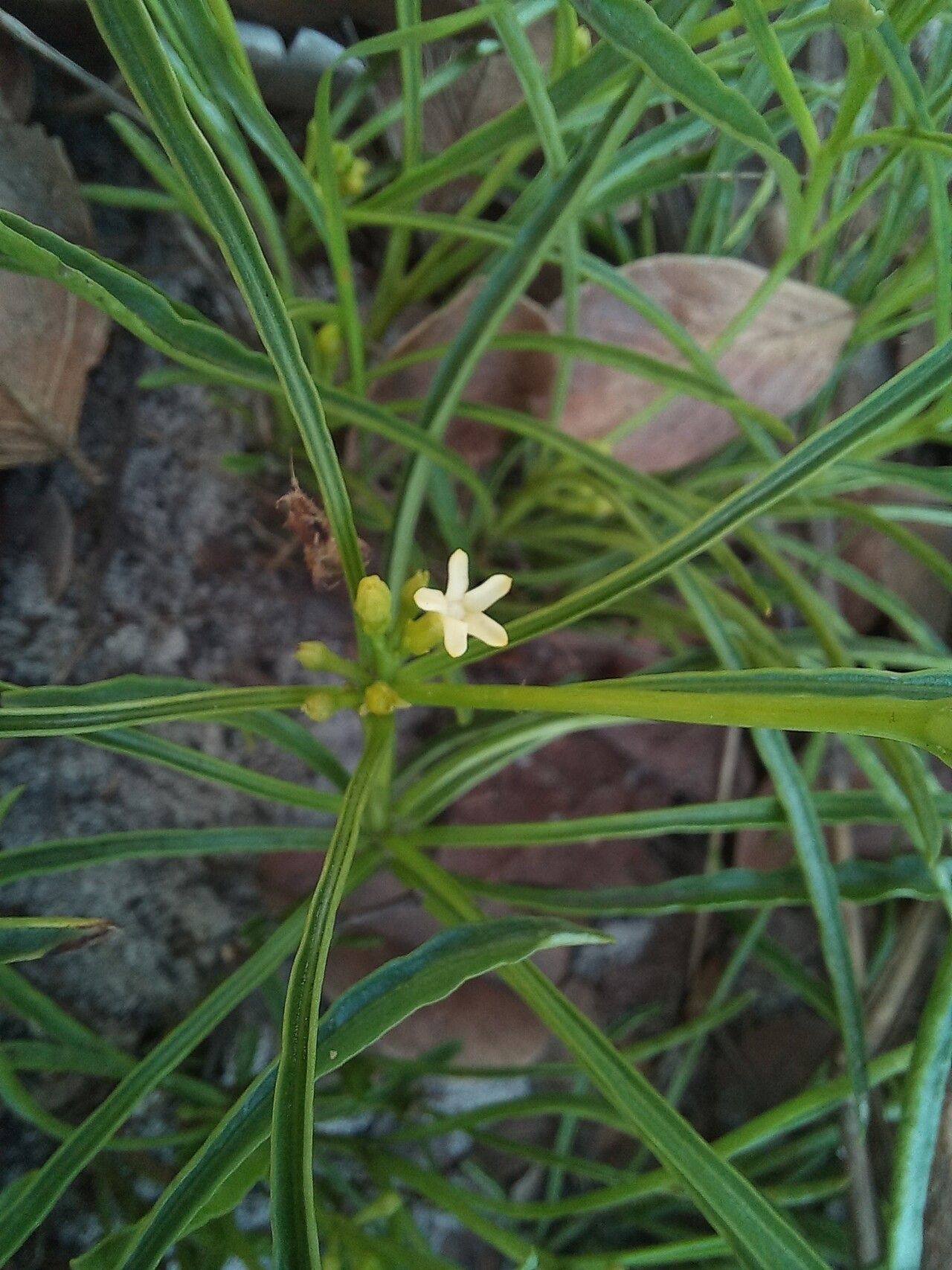 Rauvolfia nana flower