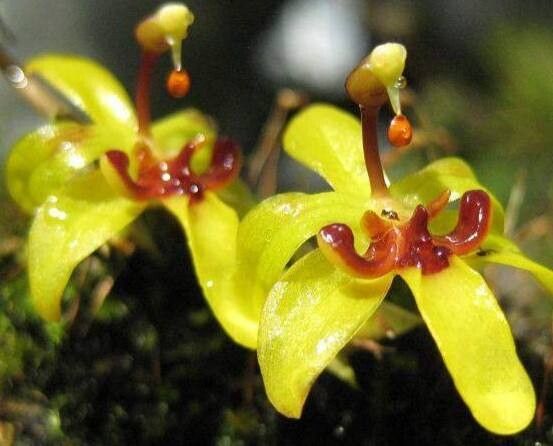 Oncidium sergii — search result for 'Oncidium'