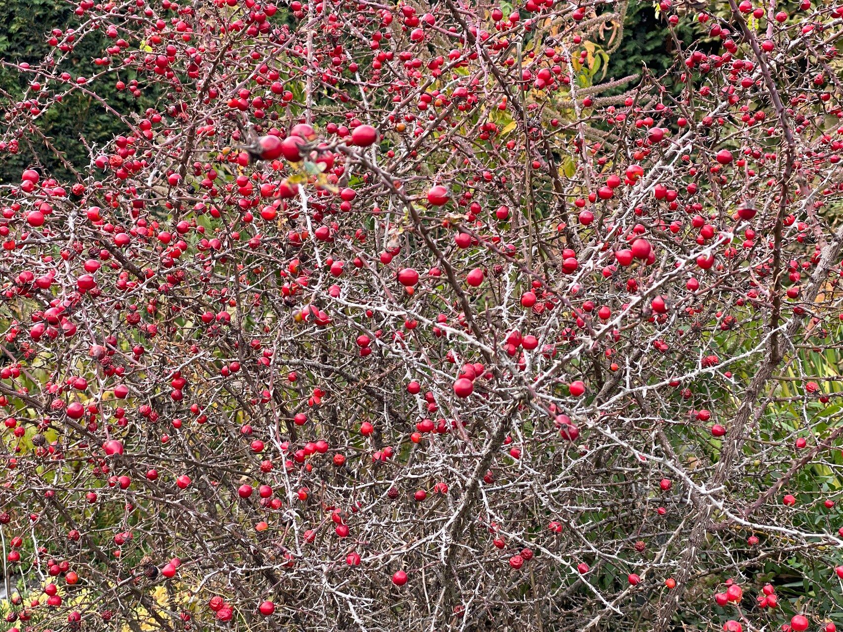 Rosa serafinii fruit