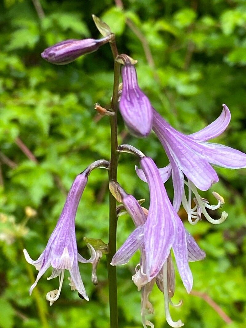 Hosta sieboldii flower