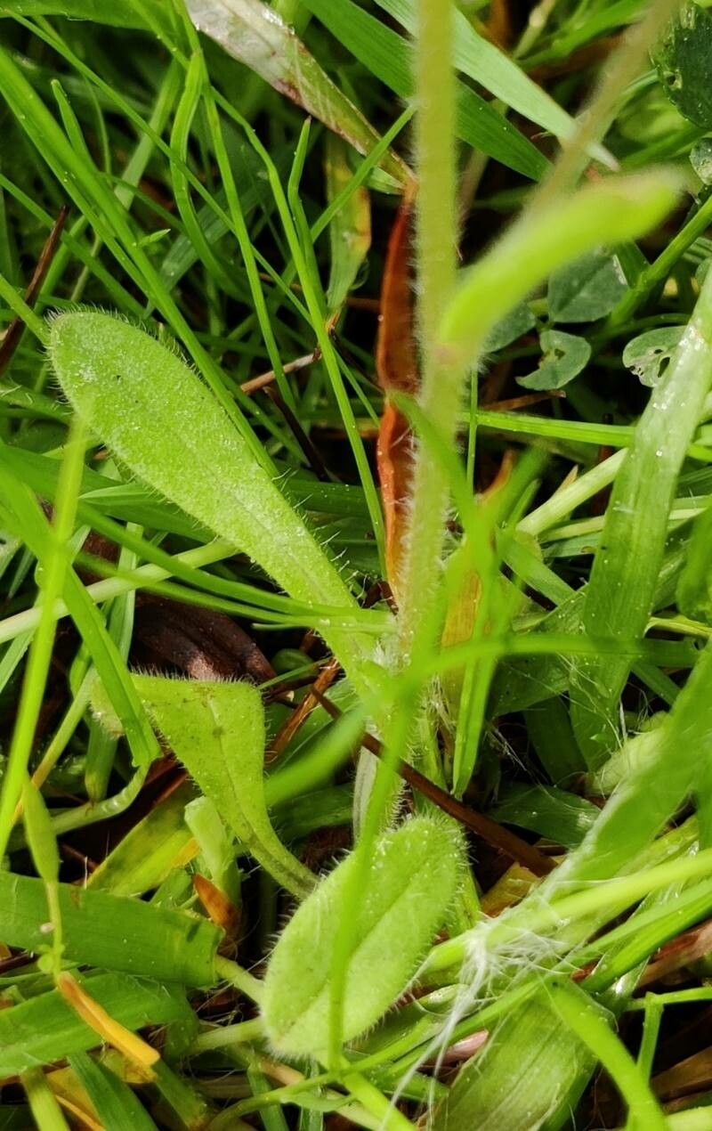 Myosotis minutiflora leaf