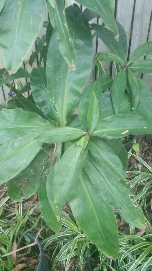 Dichorisandra thyrsiflora leaf