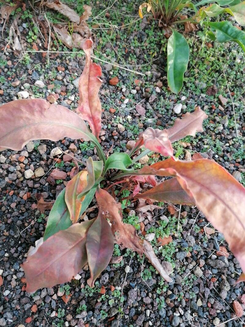 Limonium californicum