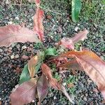 Limonium californicum