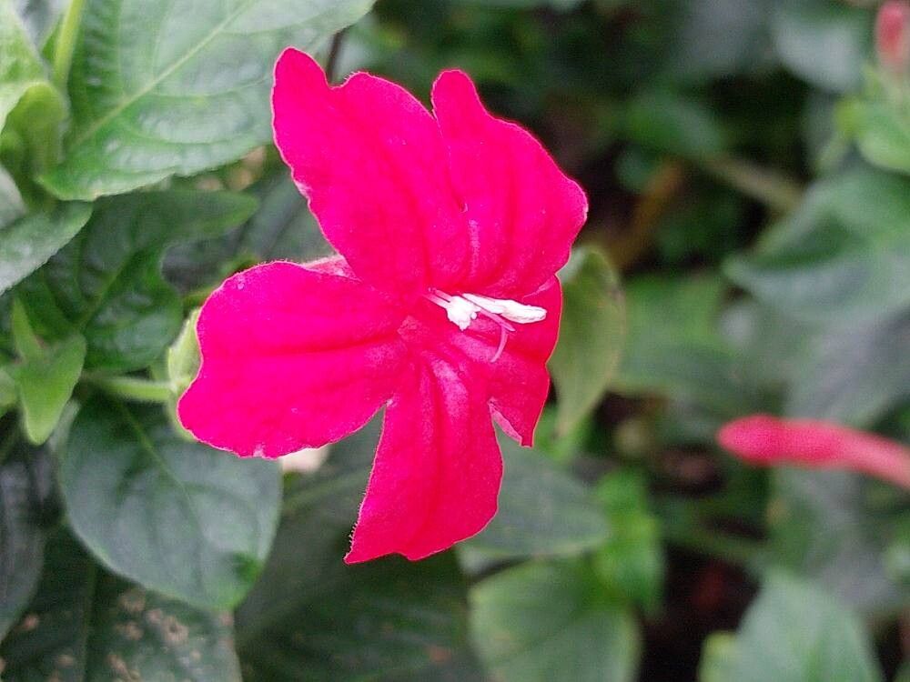 Hemigraphis sumatrensis flower