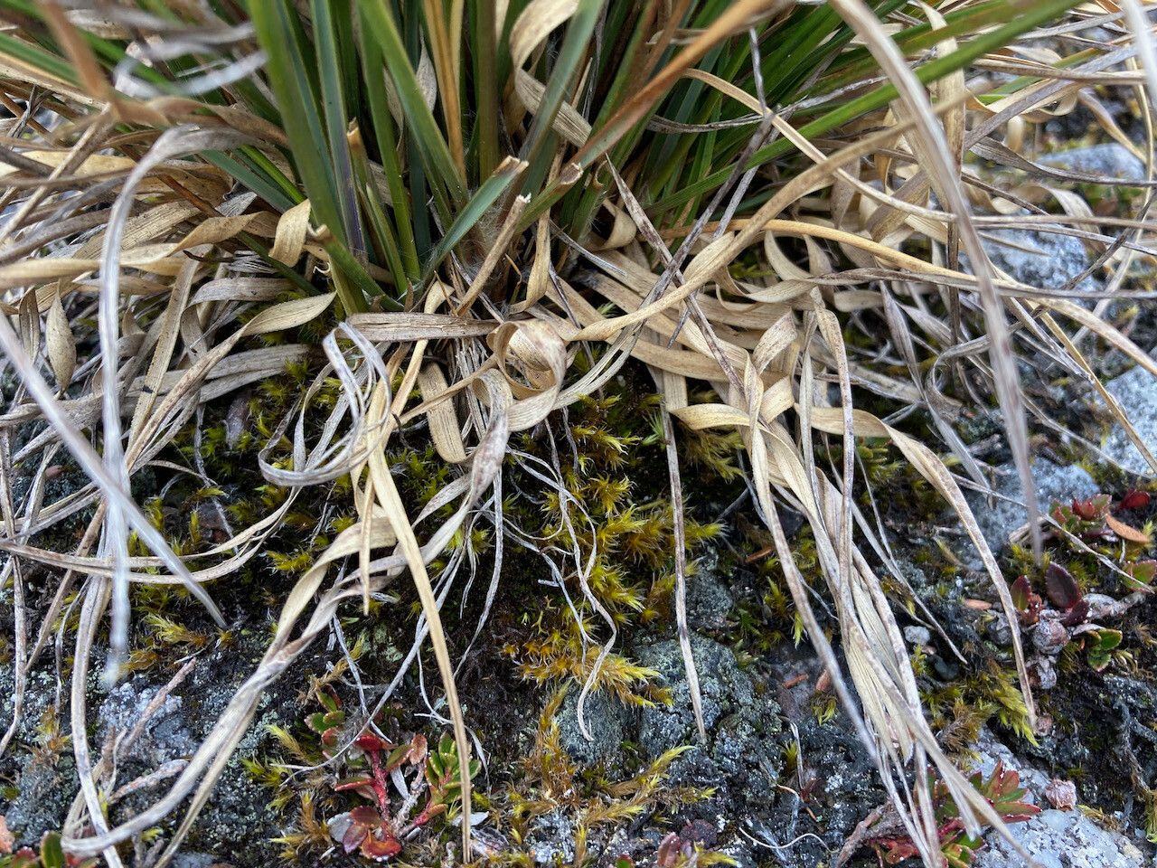 Cortaderia pungens leaf