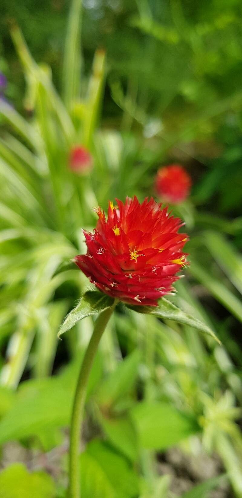 Gomphrena haageana flower