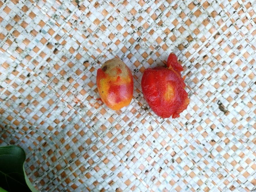 Bunchosia argentea fruit