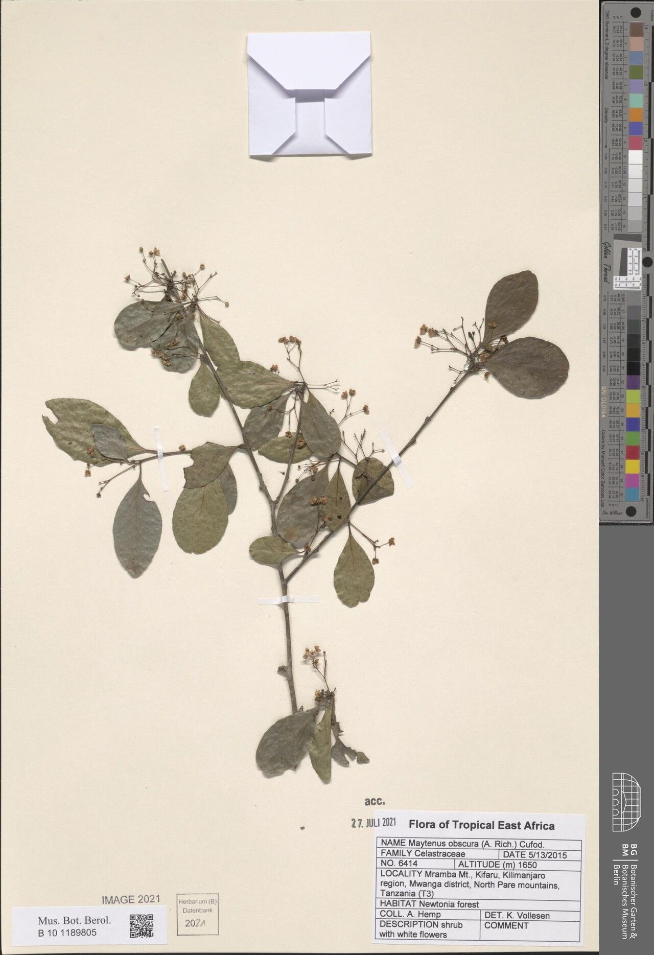 Gymnosporia obscura — houseplant care guide