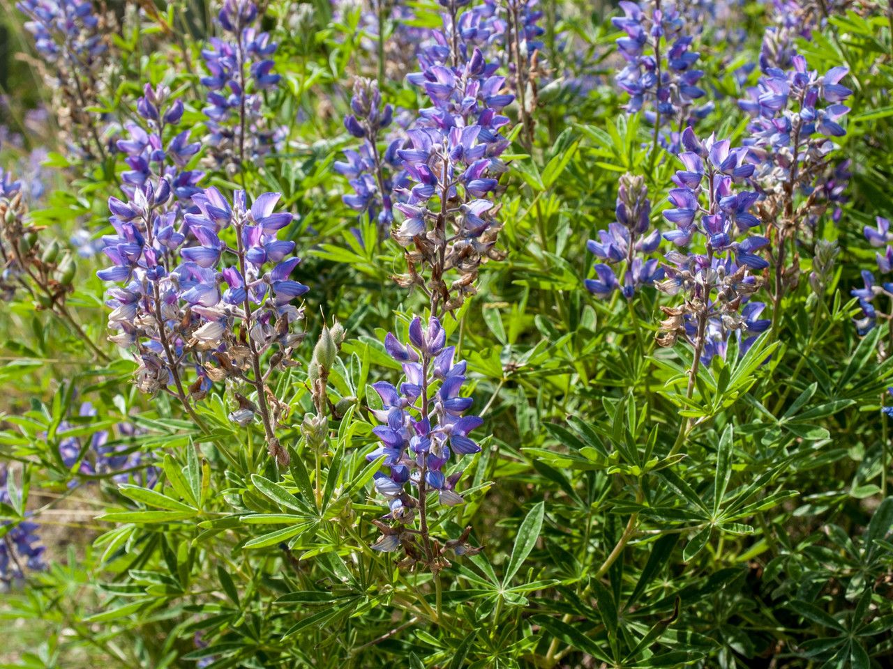 Lupinus sericeus — search result for 'Lupinus'
